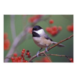 Foto Carolina Chickadee