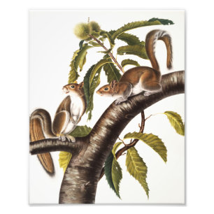 Foto Carolina Cinza Squirrel (Sciurus Carolinensis)