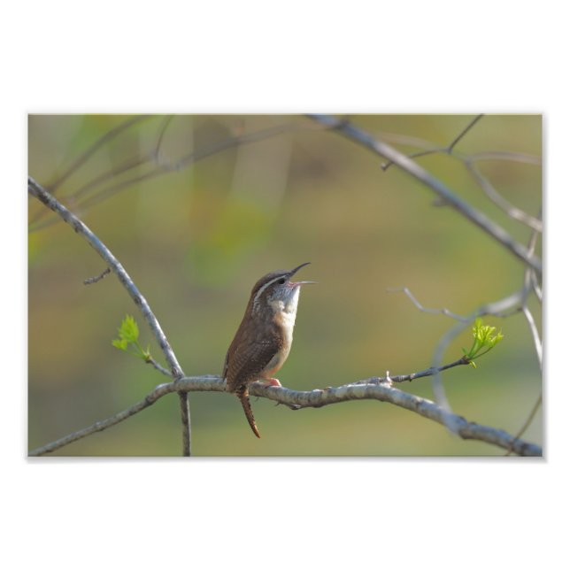 Foto Carolina wren (Frente)