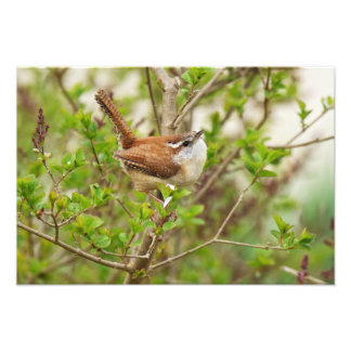 Foto Carolina Wren Impressão