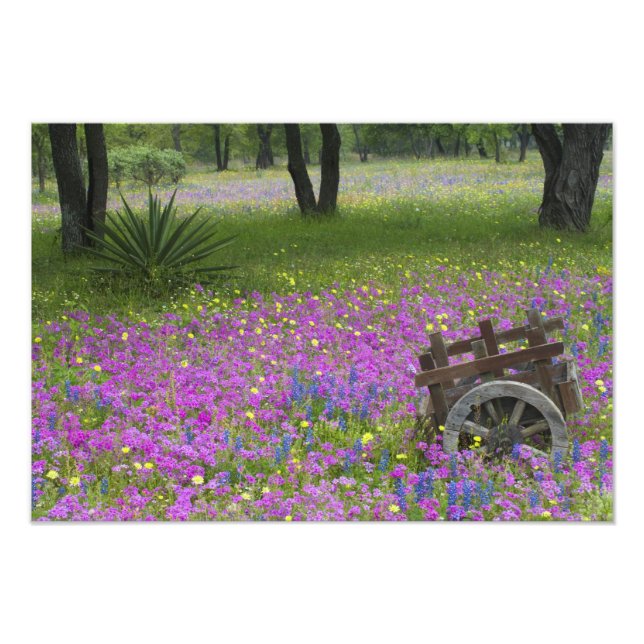 Foto Carrinho de Madeira no campo Phlox, Blue Bonnets (Frente)