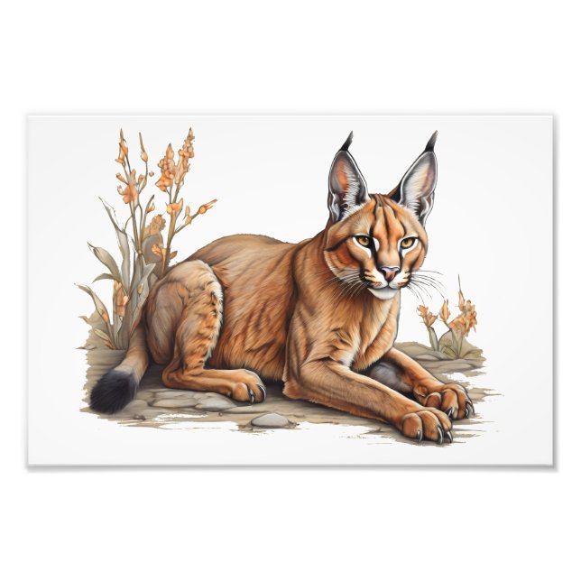 Foto Cartão postal (Frente)