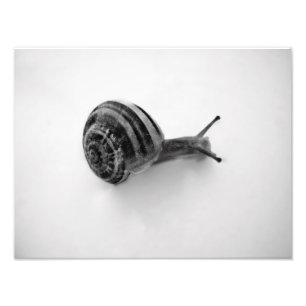Foto Cartão postal de caracol