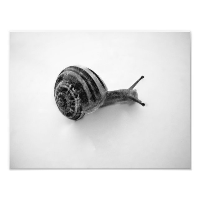 Foto Cartão postal de caracol (Frente)