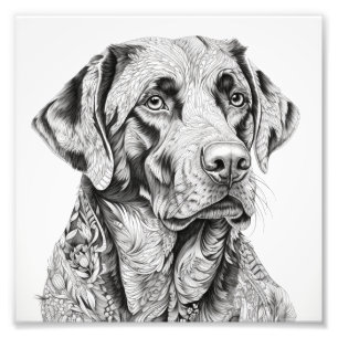 Foto Cartão-presente Labrador