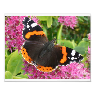 Foto Cartaz de Borboleta Laranja Preta e Branca
