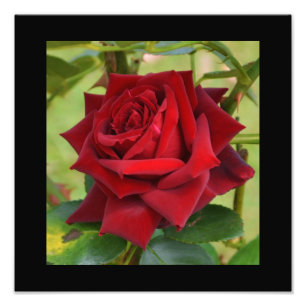 Foto Cartaz de Rosa Vermelha Bonita