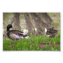 Casal de Patos Apaixonados