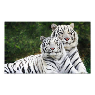 Foto casal de tigres