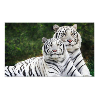 Foto casal de tigres