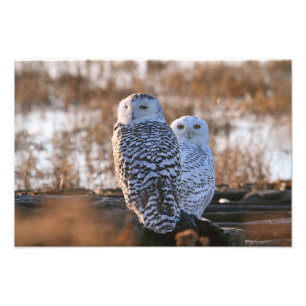 Foto Casal nevado da coruja