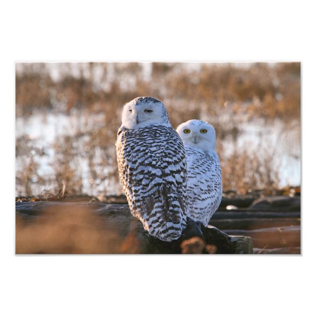 Foto Casal Snowy Owl (Frente)