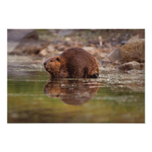 Foto castor, Castor canadensis, vai nadar