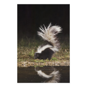 Foto Catingueira, Mephitis mephitis