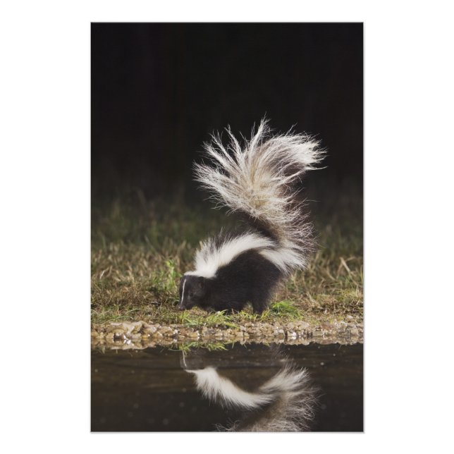 Foto Catingueira, Mephitis mephitis (Frente)
