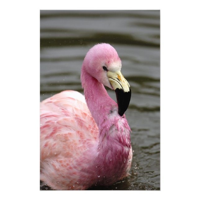 Foto cativa de um Flamingo Andino (Frente)