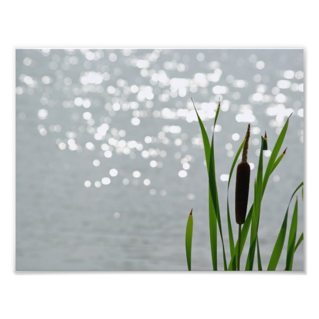 Foto Cattail em Frente ao Lago (Frente)
