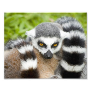 Foto Cauda bonito de Stripey do Lemur