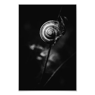 Foto cauda de caracol