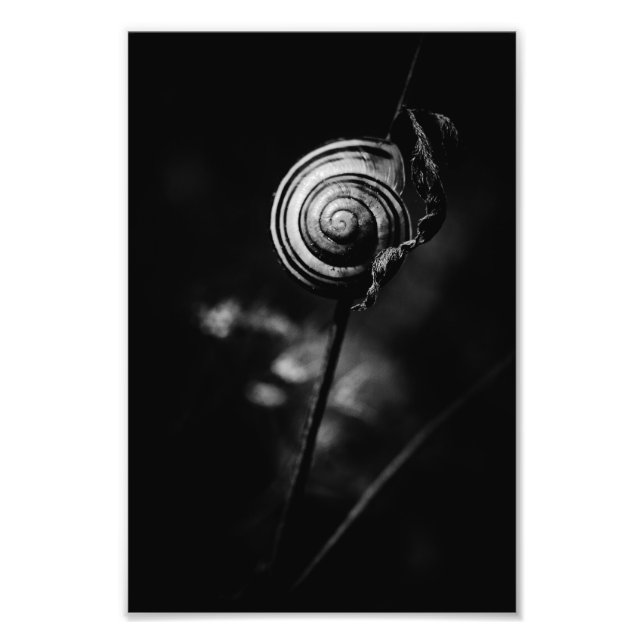 Foto cauda de caracol (Frente)