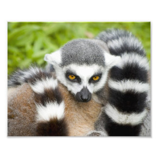Foto Cauda de Stripey de Limur