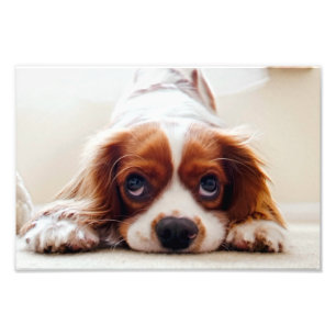 Foto Cavaleiro Rei Charles Spaniel