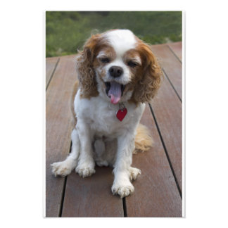 Foto Cavalier Cavalier Rei Charles Spaniel Cog Yawning