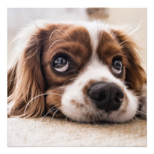Foto Cavalier Charles Spaniel