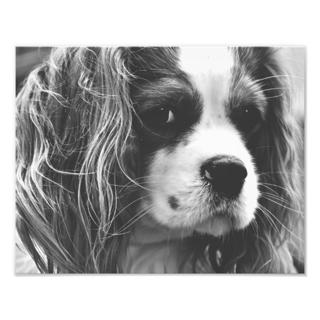 Foto Cavalier King Charles Spaniel (Frente)