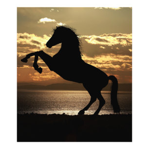 Foto cavalo