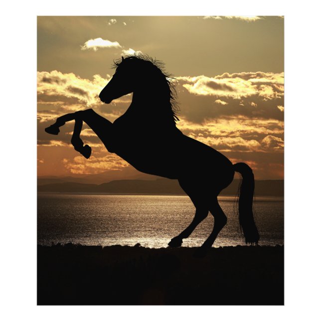 Foto cavalo (Frente)