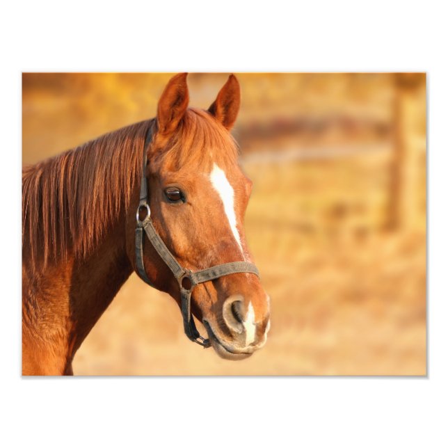 Foto Cavalo (Frente)