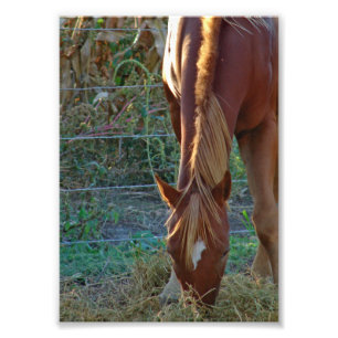 Foto Cavalo ao Sol