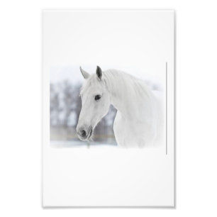 Foto Cavalo branco
