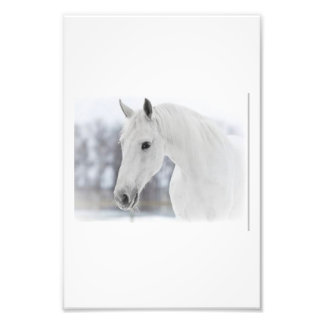 Foto Cavalo branco