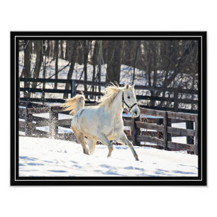 Foto Cavalo branco de galope