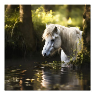 Foto Cavalo Branco em Pond