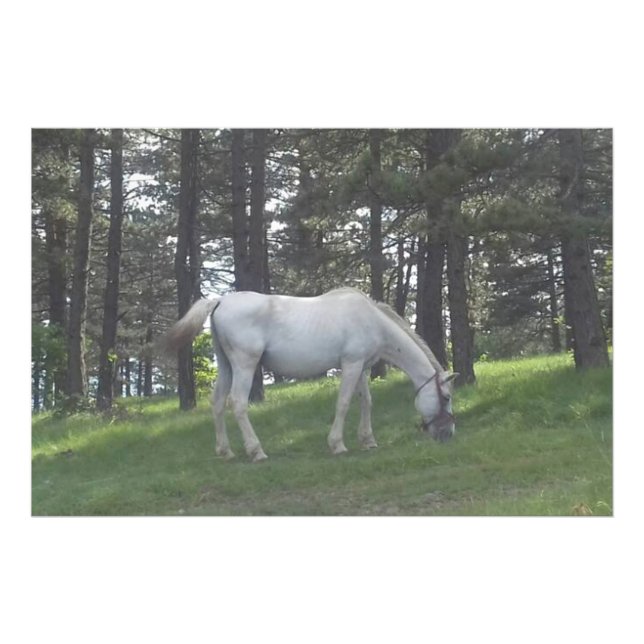 Foto Cavalo Branco Lindo e Elegante Arte Original (Frente)