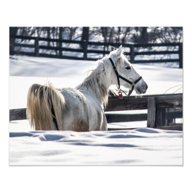 Foto Cavalo Branco Na Neve (Frente)