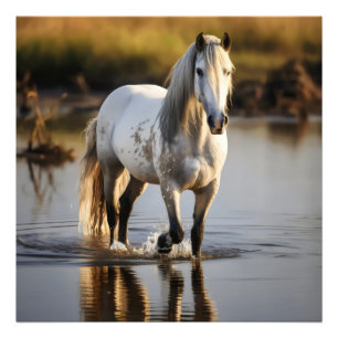 Foto Cavalo Branco no Lago