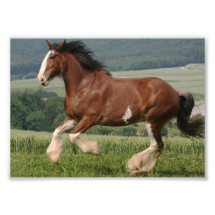 Foto Cavalo de Clydesdale