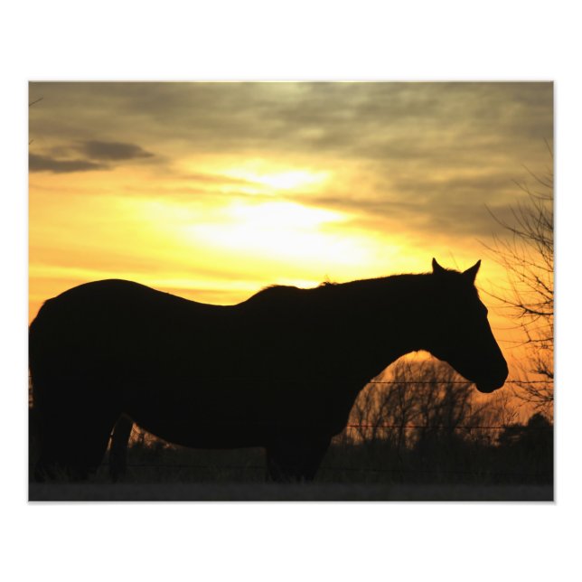 Foto Cavalo de silhueta de Kansas Sunset em Pastura (Frente)
