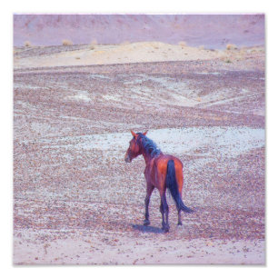 Foto Cavalo do Deserto P8640