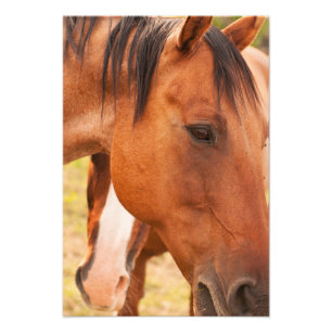 Foto Cavalo Escondido Atrás do Cavalo