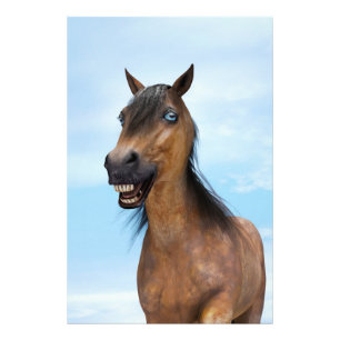 Foto Cavalo Feliz Sorridente da Baía