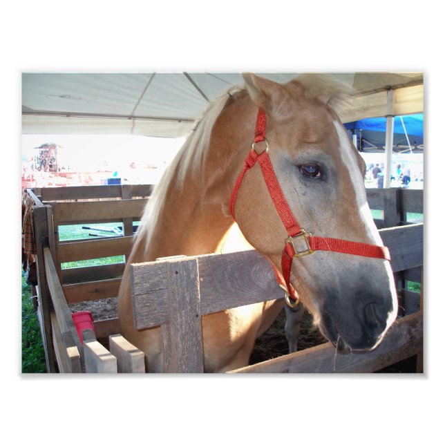 Foto Cavalo Gentil (Frente)