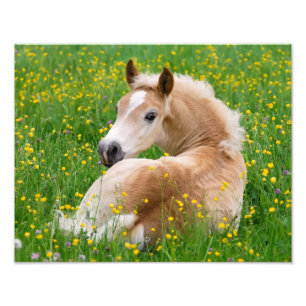 Foto Cavalo Haflinger Filhote Fofo Descansando em um Ca