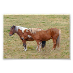 Foto Cavalo Islandês Duo, Pastura Islandesa