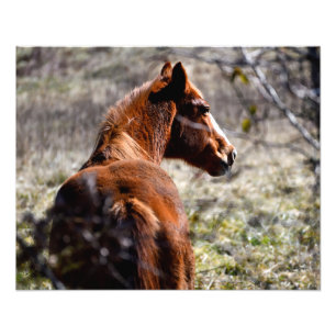 Foto Cavalo majestoso na fazenda Geórgia, EUA