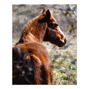 Foto Cavalo majestoso na fazenda Geórgia, EUA